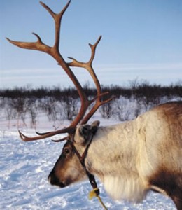 Reindeer