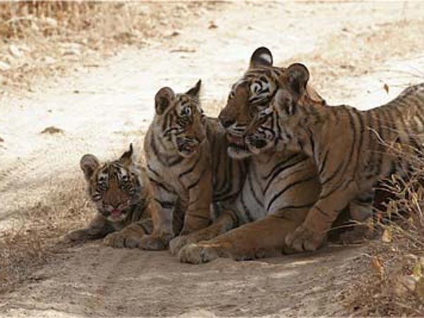 Maharajbagh Zoo